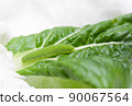 Larva cabbage white butterfly 90067564