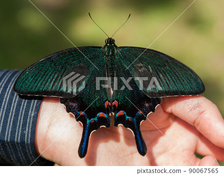 癒傷組織Swallowtail 癒傷組織Swallowtail 90067565