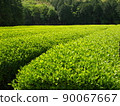 Soon tea picking Soon tea picking 90067667