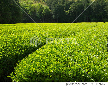 Soon tea picking Soon tea picking 90067667