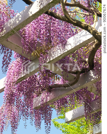 Fujitana in the early summer sun Fujitana in the early summer sun 90067674