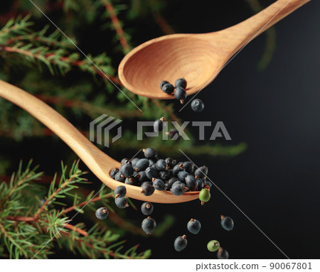 Juniper seeds are sprinkled with a wooden spoon. Juniper seeds are sprinkled with a wooden spoon. 90067801