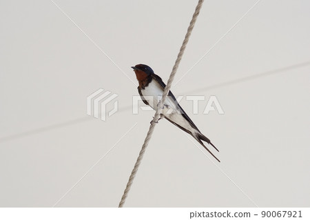 Swallow Swallow 90067921