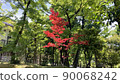 Early summer scenery 90068242
