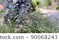 Early summer scenery 90068243