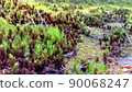 Early summer scenery 90068247