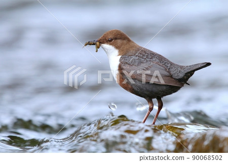 The european white throated dipper Cinclus cinclus on river stone sitting The european white throated dipper Cinclus cinclus on river stone sitting 90068502