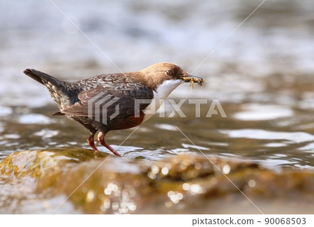 The european white throated dipper Cinclus cinclus on river stone sitting The european white throated dipper Cinclus cinclus on river stone sitting 90068503