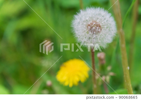 蒲公英 蒲公英 90068665