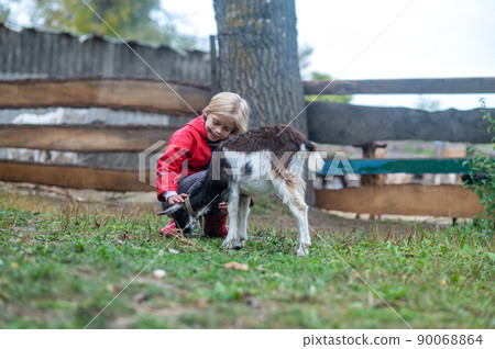 A blonde cute girl playing with a goat on farm A blonde cute girl playing with a goat on farm 90068864