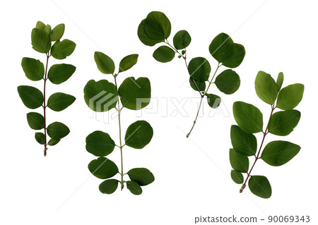 Bright young green leaves set, isolated object, cutout element on white background, seasonal spring or summer colorful mood, soft focus and clipping path 90069343
