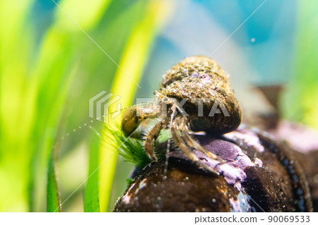 Hermit crab eating algae 90069533