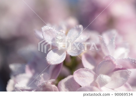 Rila flowers 90069534