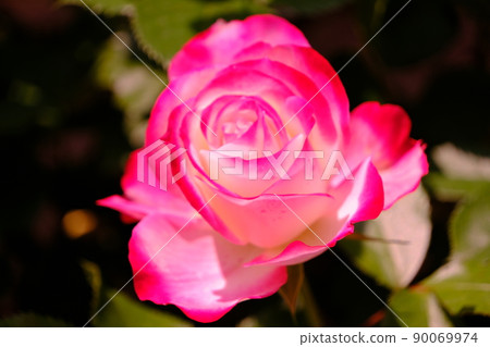 Pink roses on white Pink roses on white 90069974
