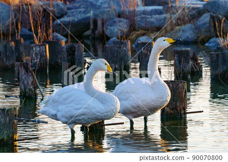 Kitaura swan at sunrise 90070800