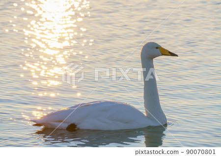 Kitaura Swan Shines with the sunrise 90070801