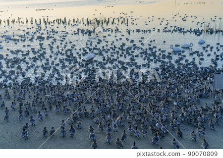 北浦天鵝村和天鵝的日出 90070809