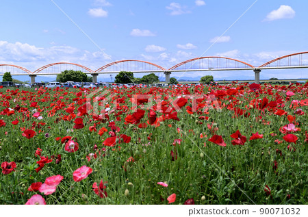 Konosu City, Saitama Prefecture, Japan's No. 1 Arakawasuikan Bridge and beautiful poppies 90071032