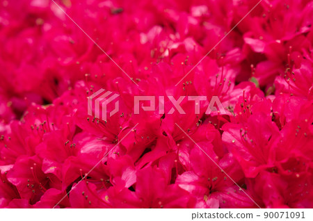 紅杜鵑花 紅杜鵑花 90071091