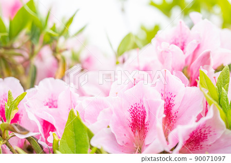 春天盛開的粉紅色杜鵑花 春天盛開的粉紅色杜鵑花 90071097