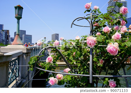 Roses and Barazono Bridge in full bloom in Nakanoshima Park (Kita-ku, Osaka City) 90071133