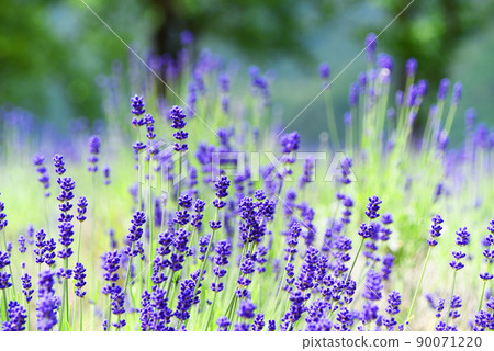 薰衣草花 薰衣草花 90071220