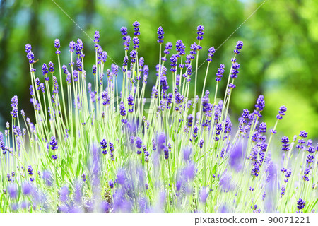 薰衣草花 薰衣草花 90071221