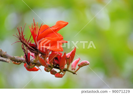 Deigo的花朵 90071229