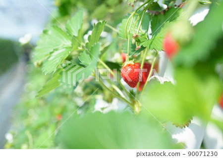 在乙烯基房子的草莓耕種 90071230