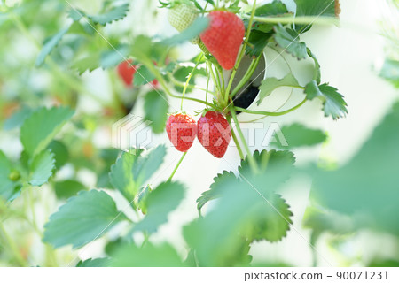 在乙烯基房子的草莓耕種 90071231