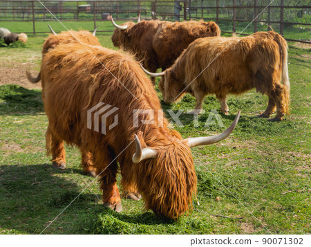 Highland Scottish breed of rustic cattle. Furry cows eat fresh grass in paddock. Highland Scottish breed of rustic cattle. Furry cows eat fresh grass in paddock. 90071302