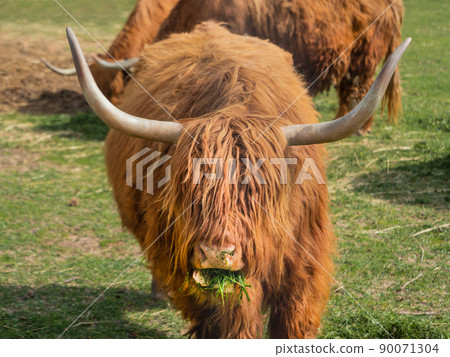Highland Scottish breed of rustic cattle. Furry cows eat fresh grass in paddock. Highland Scottish breed of rustic cattle. Furry cows eat fresh grass in paddock. 90071304