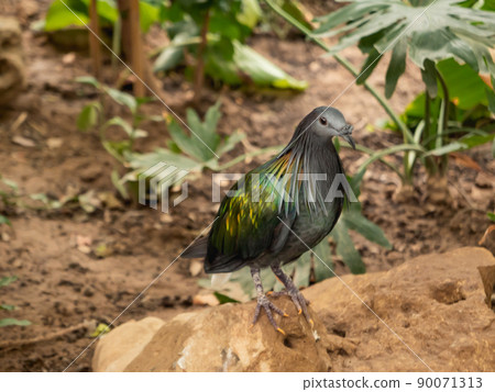 Full-length portrait of Nicobar pigeon or Caloenas nicobarica. Bluish-grey pigeon with upper neck plumage. 90071313