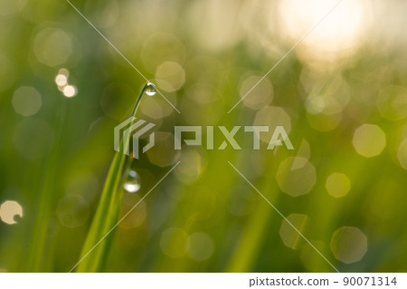 Weeds that are shining with morning dew 90071314