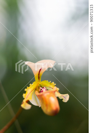 Paphiopedilum Lathamianum or Venus slipper. Graceful orchid in bloom. 90071315