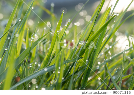 Weeds that are shining with morning dew 90071316