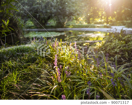 Sunset in park. Walking alley between shrubs, lawns and trees. Recreation park in town. Sunset in park. Walking alley between shrubs, lawns and trees. Recreation park in town. 90071317