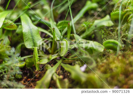 Venus flytrap or Dionaea muscipula, close up photo of carnivorous plant. 90071326