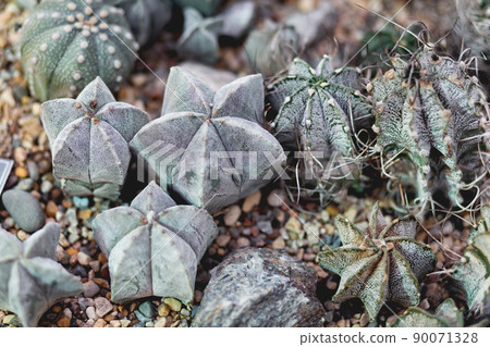 Full frame of Astrophytum cacti. Greyish-green plants with prickles. Full frame of Astrophytum cacti. Greyish-green plants with prickles. 90071328