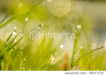 Weeds that are shining with morning dew Weeds that are shining with morning dew 90071336