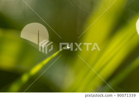 Weeds that are shining with morning dew 90071339