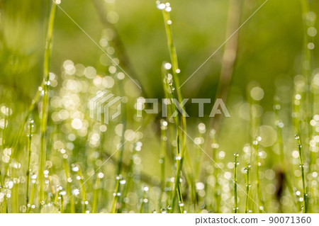 閃耀著晨露的雜草（馬尾） 90071360