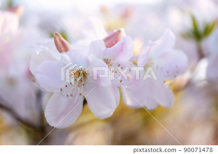 Pink tender azalea inflorescences close-up 90071478