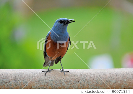 Happy blue bird Okinawa blue rock thrush 90071524