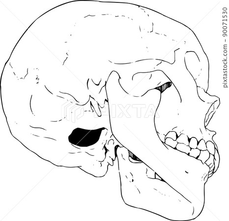 矢量圖的頭骨朝上一點 5 90071530