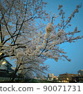晨光和櫻花 90071731