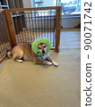 漂亮的小狗 90071742