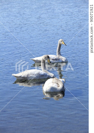 屈斜路天鵝湖 90071921