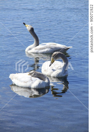 屈斜路天鵝湖 90071922