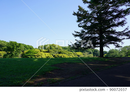Negishi Forest Park 90072037